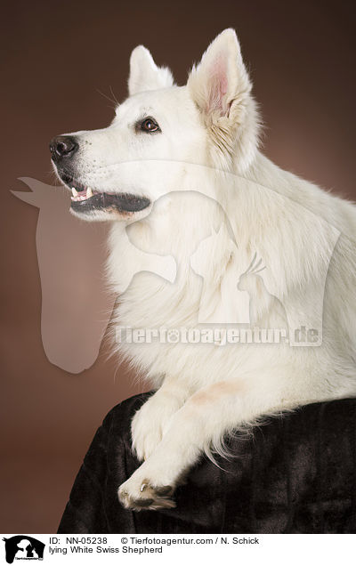 lying White Swiss Shepherd / NN-05238