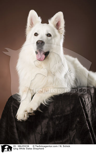 lying White Swiss Shepherd / NN-05239