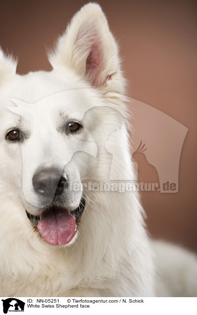 White Swiss Shepherd face / NN-05251