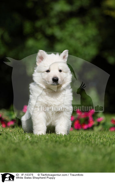 White Swiss Shepherd Puppy / IF-10375