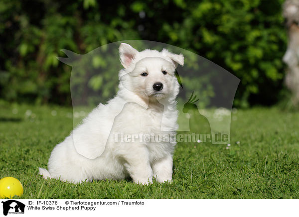 White Swiss Shepherd Puppy / IF-10376