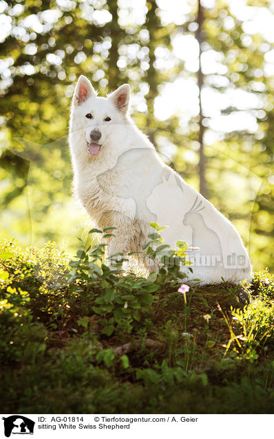 sitzender Weier Schweizer Schferhund / sitting White Swiss Shepherd / AG-01814