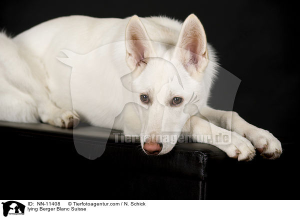 liegender Weier Schweizer Schferhund / lying Berger Blanc Suisse / NN-11408