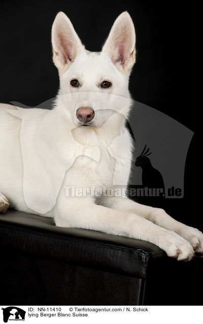 liegender Weier Schweizer Schferhund / lying Berger Blanc Suisse / NN-11410