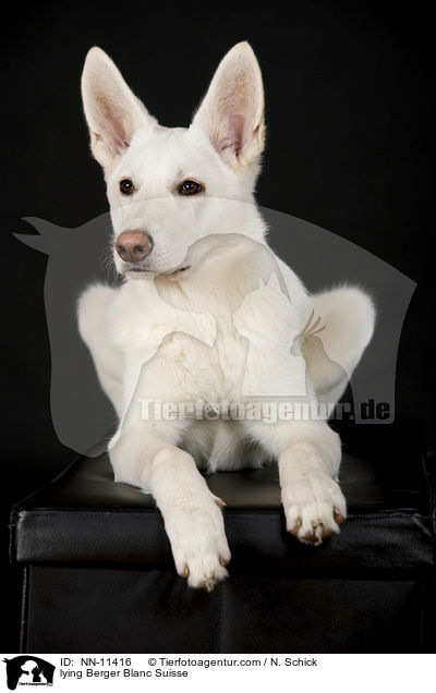 liegender Weier Schweizer Schferhund / lying Berger Blanc Suisse / NN-11416