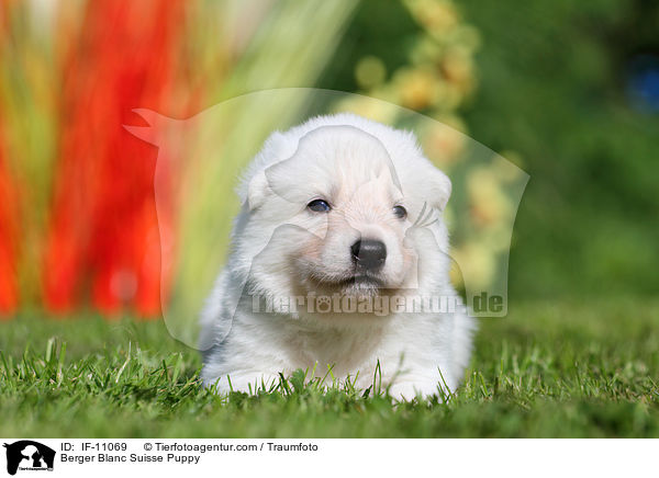 Berger Blanc Suisse Puppy / IF-11069