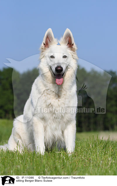 sitting Berger Blanc Suisse / IF-11086