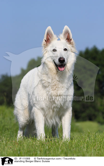 standing Berger Blanc Suisse / IF-11089