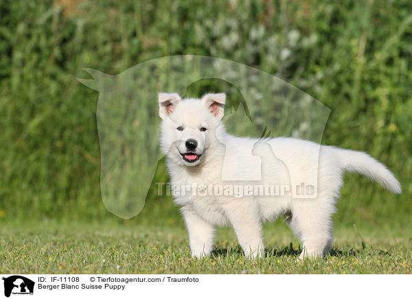 Berger Blanc Suisse Puppy / IF-11108