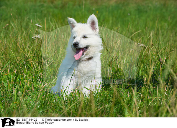 Berger Blanc Suisse Puppy / SST-14426