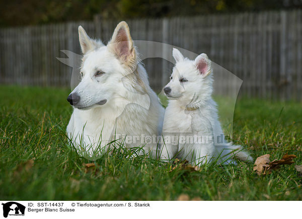 Berger Blanc Suisse / SST-14437