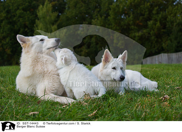 Berger Blanc Suisse / SST-14443