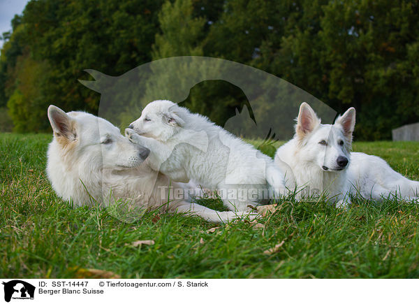 Berger Blanc Suisse / SST-14447