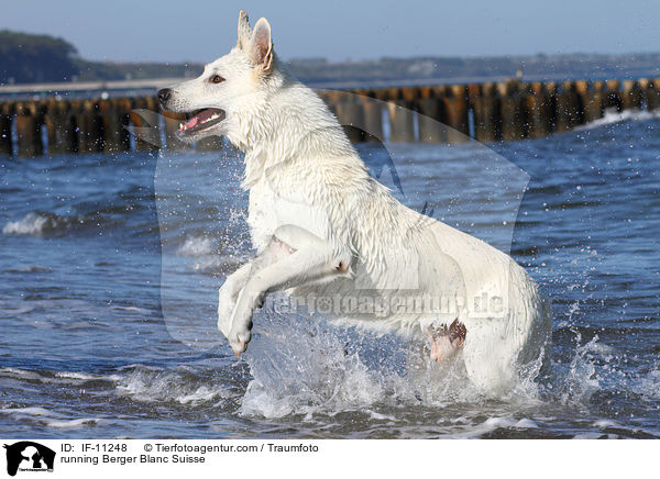 running Berger Blanc Suisse / IF-11248