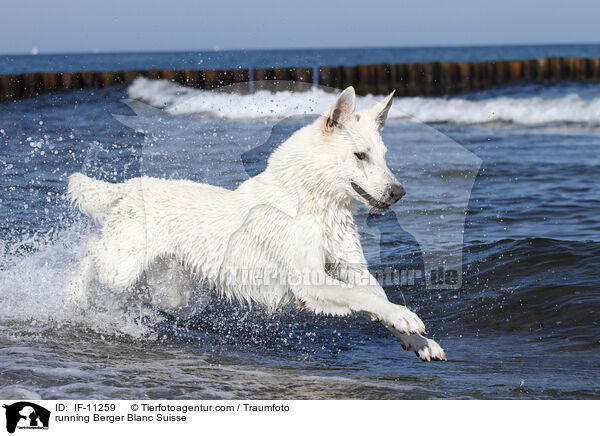 running Berger Blanc Suisse / IF-11259