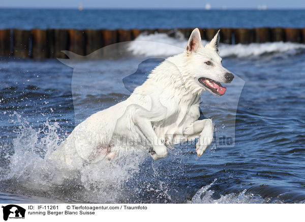 running Berger Blanc Suisse / IF-11261