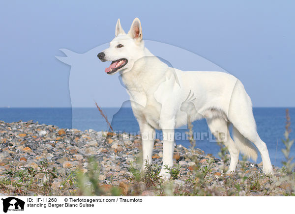 stehender Weier Schweizer Schferhund / standing Berger Blanc Suisse / IF-11268