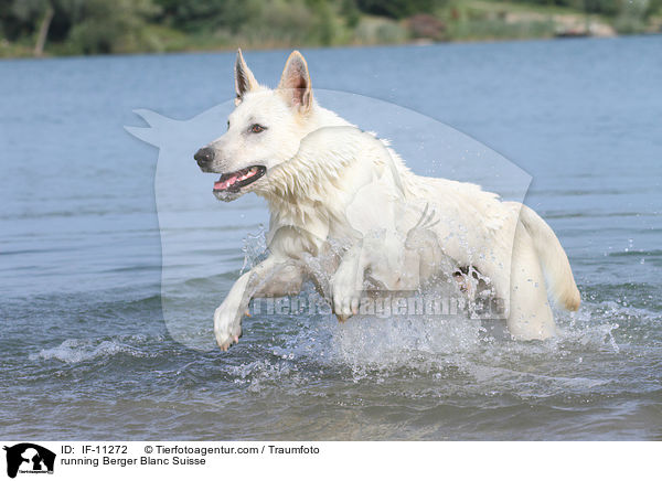 running Berger Blanc Suisse / IF-11272