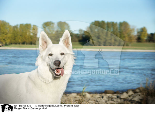 Weier Schweizer Schferhund Portrait / Berger Blanc Suisse portrait / BS-05835