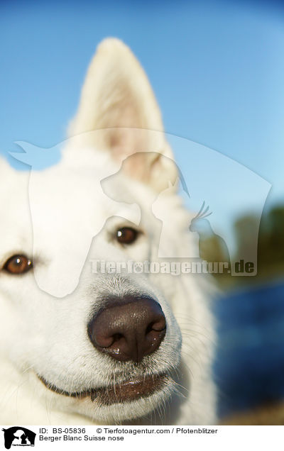 Weier Schweizer Schferhund Nase / Berger Blanc Suisse nose / BS-05836