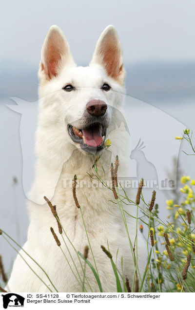 Berger Blanc Suisse Portrait / SS-41128