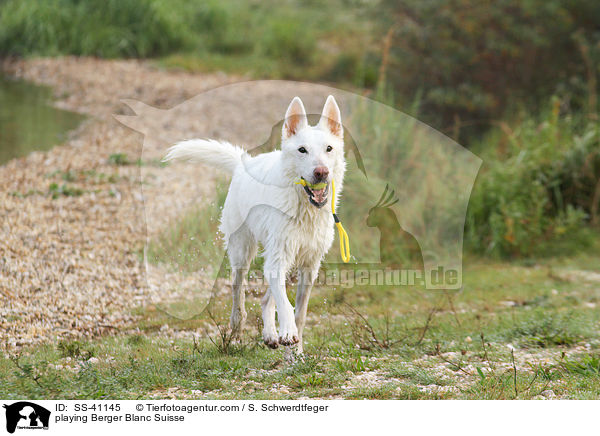 playing Berger Blanc Suisse / SS-41145