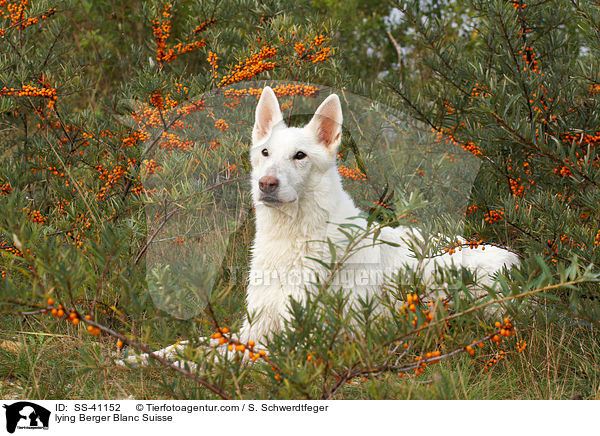 liegender Weier Schweizer Schferhund / lying Berger Blanc Suisse / SS-41152