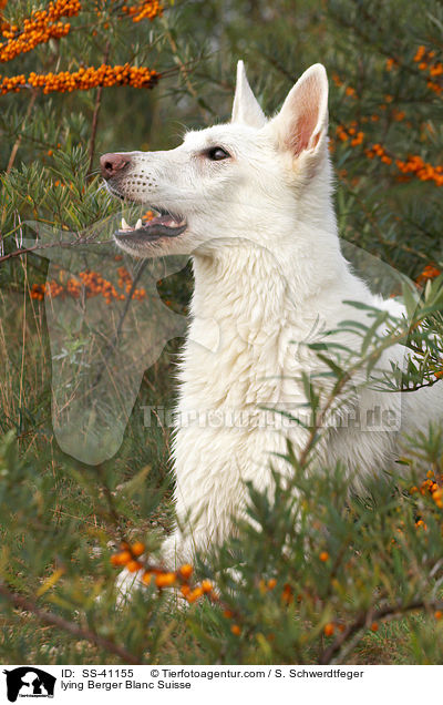 lying Berger Blanc Suisse / SS-41155