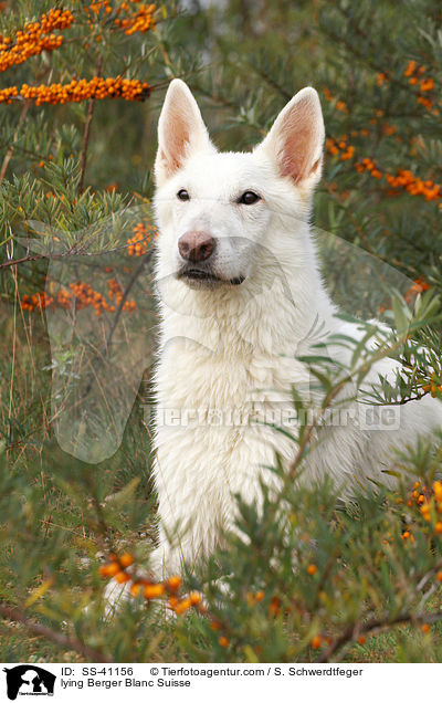 liegender Weier Schweizer Schferhund / lying Berger Blanc Suisse / SS-41156