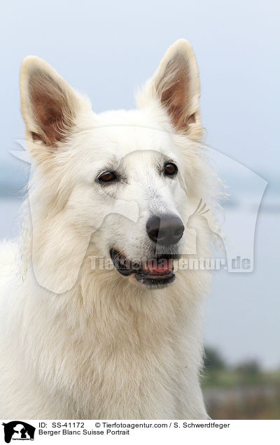 Weier Schweizer Schferhund Portrait / Berger Blanc Suisse Portrait / SS-41172