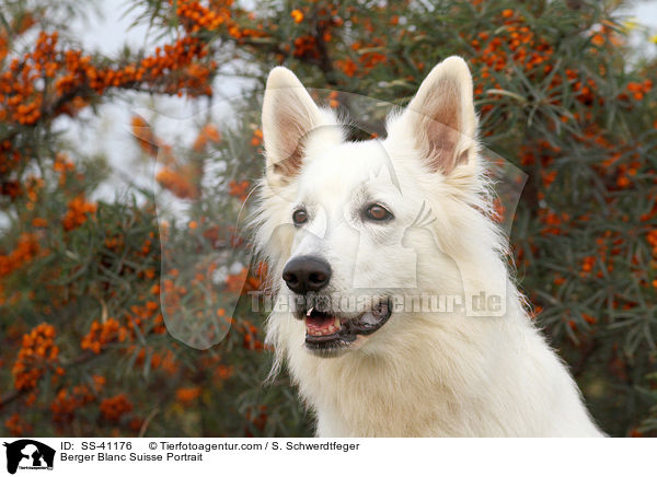 Weier Schweizer Schferhund Portrait / Berger Blanc Suisse Portrait / SS-41176