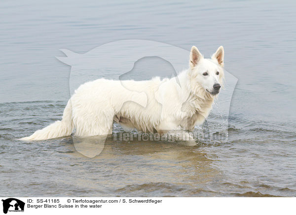 Weier Schweizer Schferhund im Wasser / Berger Blanc Suisse in the water / SS-41185