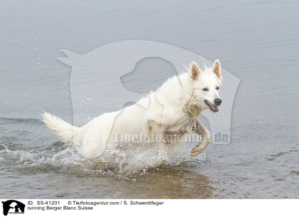 rennender Weier Schweizer Schferhund / running Berger Blanc Suisse / SS-41201