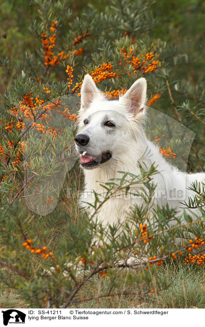 liegender Weier Schweizer Schferhund / lying Berger Blanc Suisse / SS-41211