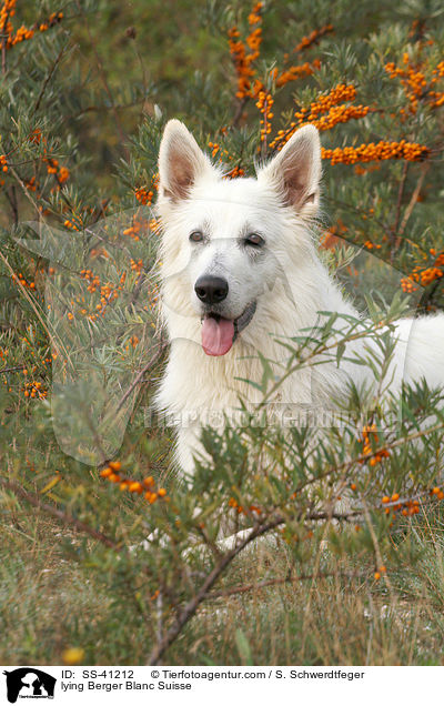 liegender Weier Schweizer Schferhund / lying Berger Blanc Suisse / SS-41212