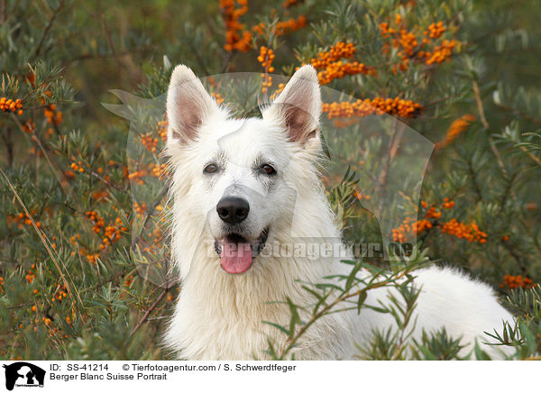 Weier Schweizer Schferhund Portrait / Berger Blanc Suisse Portrait / SS-41214