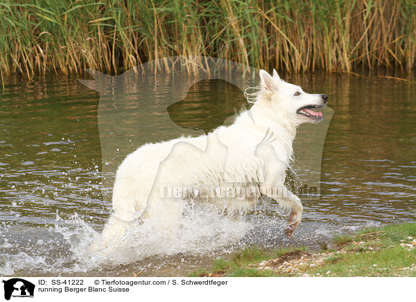 running Berger Blanc Suisse / SS-41222