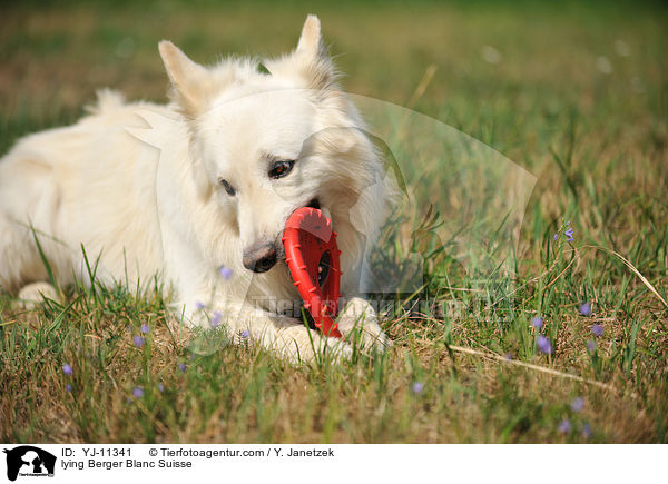 lying Berger Blanc Suisse / YJ-11341