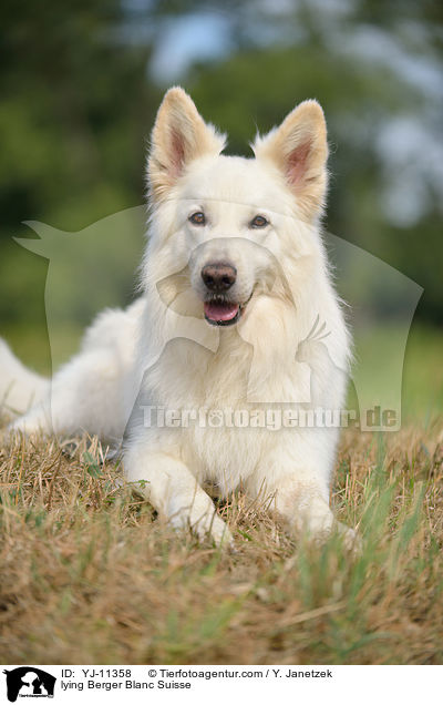 lying Berger Blanc Suisse / YJ-11358