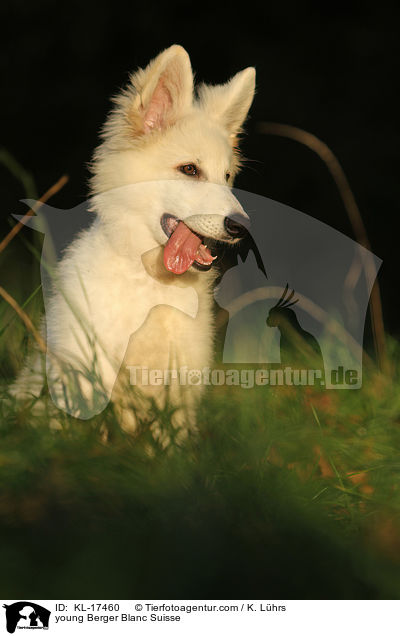 young Berger Blanc Suisse / KL-17460