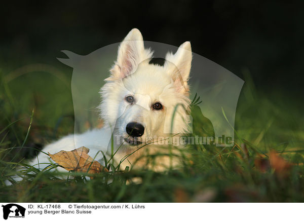 young Berger Blanc Suisse / KL-17468