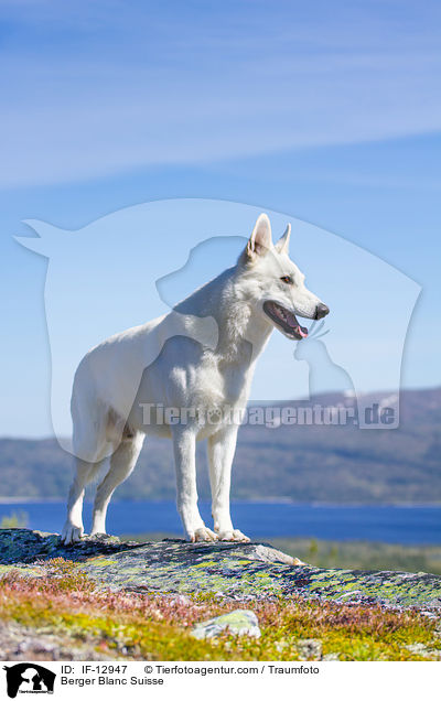 Weier Schweizer Schferhund / Berger Blanc Suisse / IF-12947