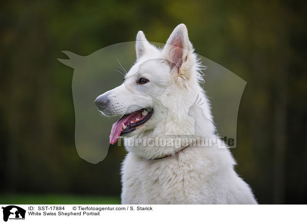 Weier Schweizer Schferhund Portrait / White Swiss Shepherd Portrait / SST-17884