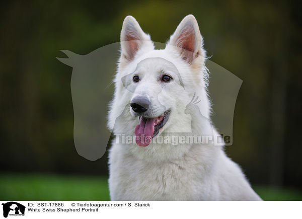 Weier Schweizer Schferhund Portrait / White Swiss Shepherd Portrait / SST-17886