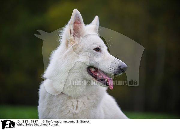 Weier Schweizer Schferhund Portrait / White Swiss Shepherd Portrait / SST-17887