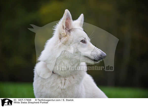 Weier Schweizer Schferhund Portrait / White Swiss Shepherd Portrait / SST-17888