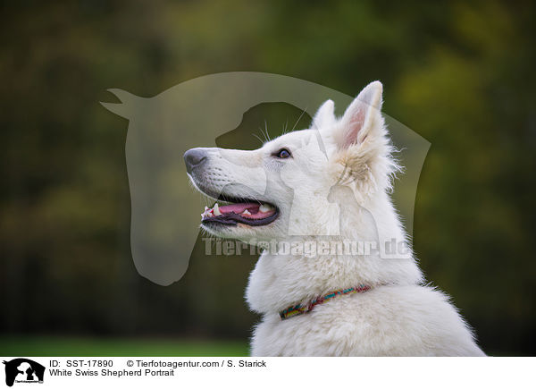 Weier Schweizer Schferhund Portrait / White Swiss Shepherd Portrait / SST-17890