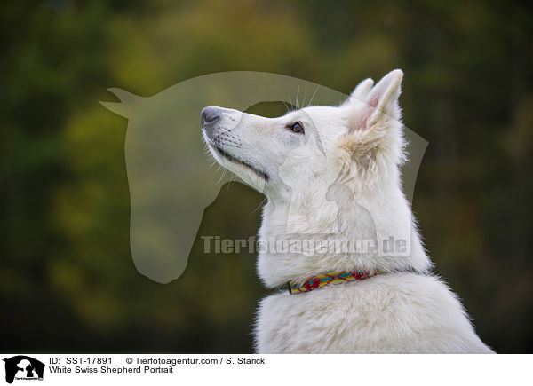 Weier Schweizer Schferhund Portrait / White Swiss Shepherd Portrait / SST-17891
