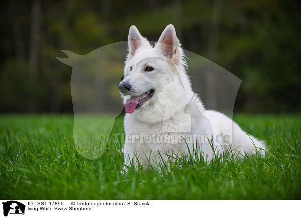 liegender Weier Schweizer Schferhund / lying White Swiss Shepherd / SST-17895