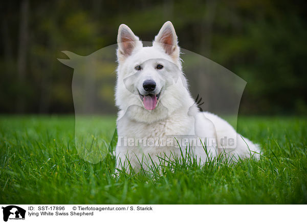 liegender Weier Schweizer Schferhund / lying White Swiss Shepherd / SST-17896